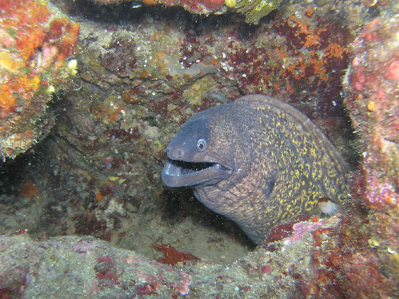 Muraena helena e gamberetti